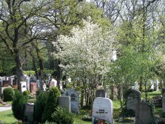 Friedhof Friedhof