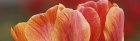 Fr�hlingsblumen