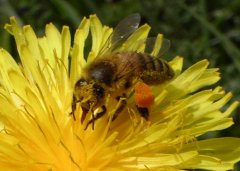 Fleißige Biene mit vollen Pollensäckchen