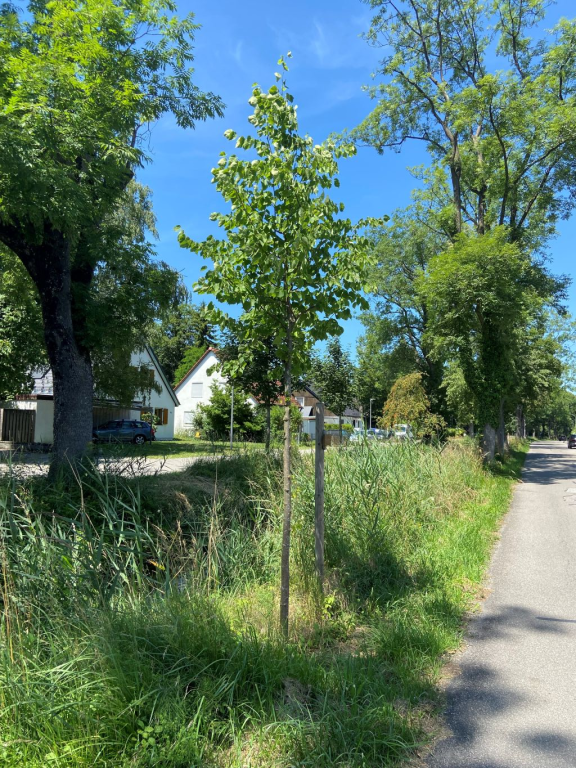 Baumspende_2